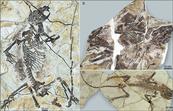 Fossils shed new light on mammals