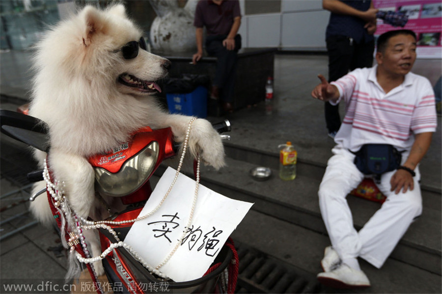 Paw-fect party for pets