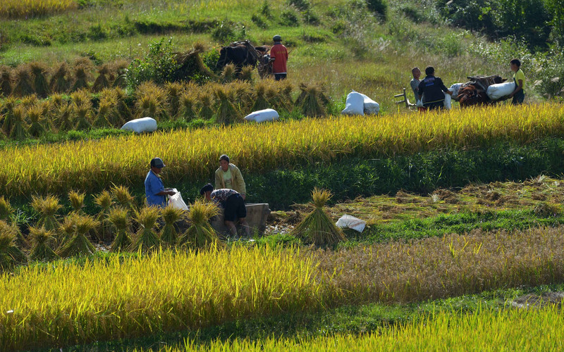 Miao ethnic people welcome the autumn harvest