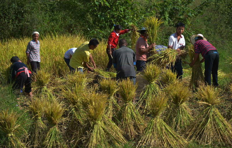 Miao ethnic people welcome the autumn harvest