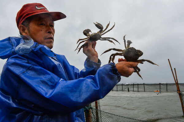 Crab harvest in China's Yangcheng Lake