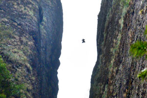 Wingsuit flyers conduct trial flight before sky race