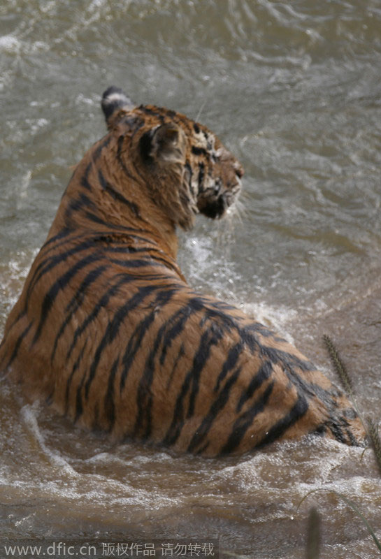 Siberian tigers stay cool in the heat in E China