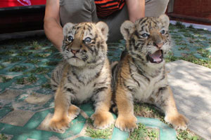 Siberian tigers stay cool in the heat in E China