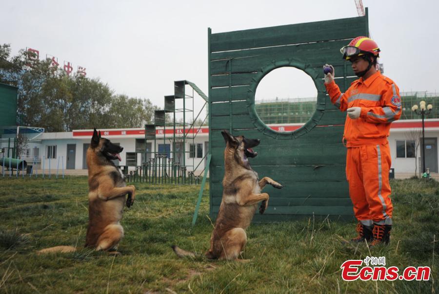 Rescue dogs show skills in NW China