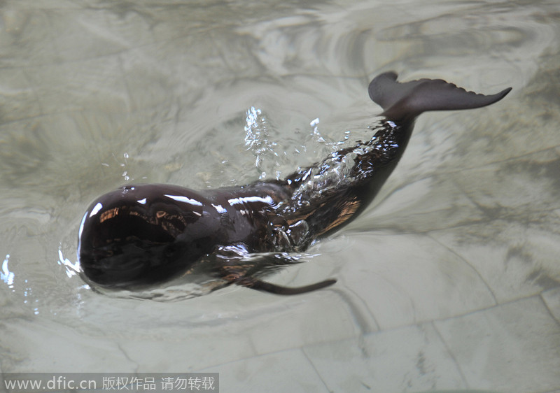 Endangered porpoise beached in Jiangxi