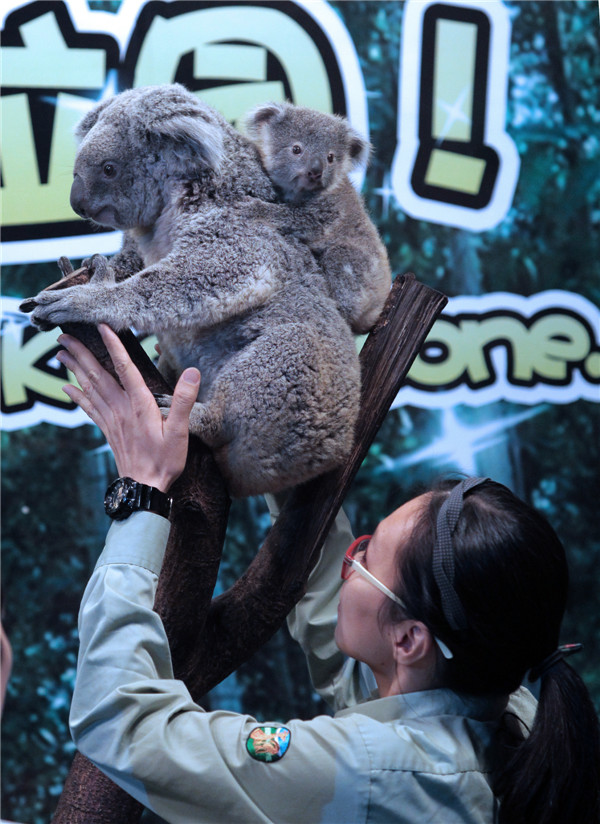 Guangzhou zoo is home to five generations of koalas