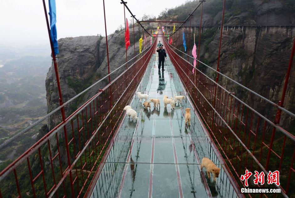 Security officer protects dogs from falling off the bridge