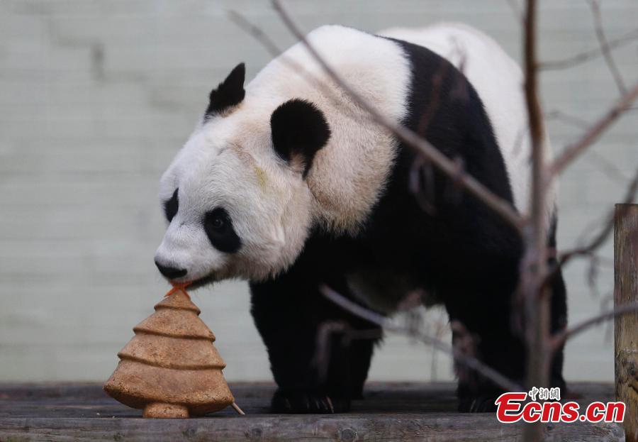 Giant panda receives Christmas treat at Edinburgh Zoo