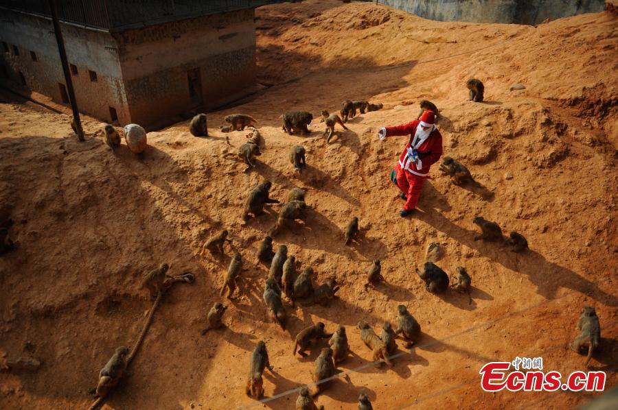 Monkeys receive Christmas treat