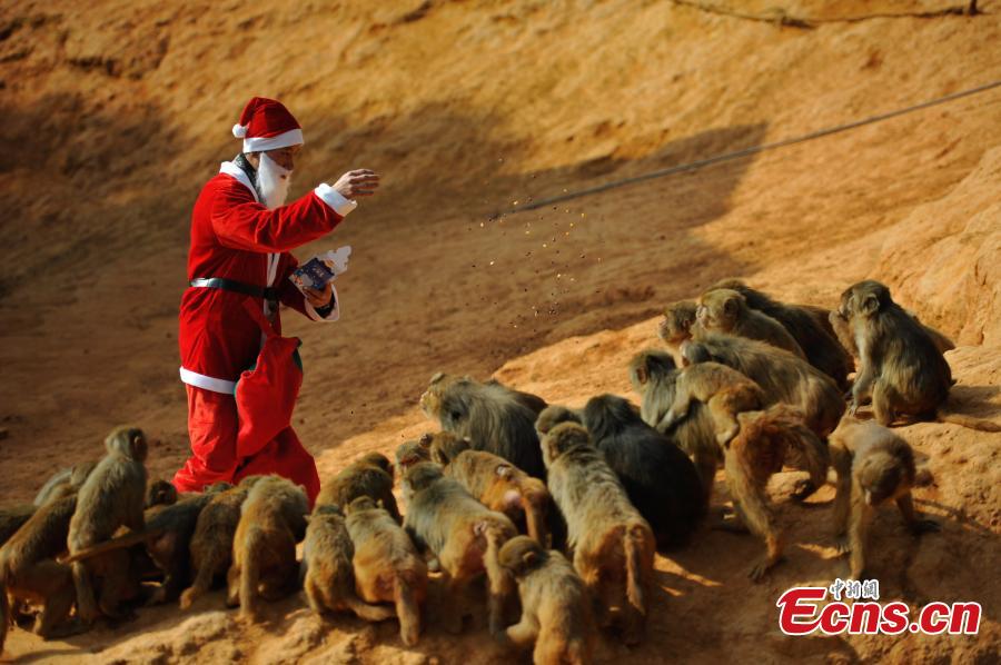 Monkeys receive Christmas treat