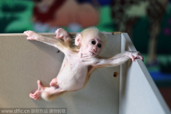 Gymnastic baby monkey wows tourists