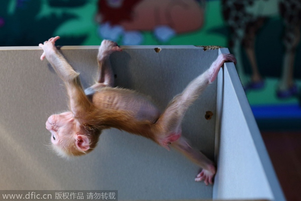 Gymnastic baby monkey wows tourists