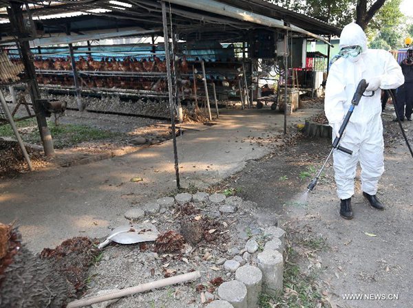 Taiwan culls 120,000 chickens after bird flu found in chicken farm