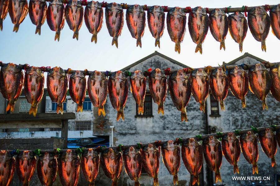 Harvest time of fish starts in E China's Zhejiang