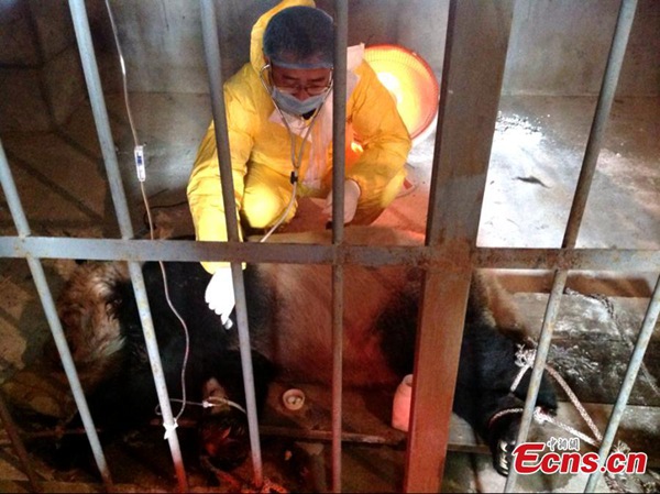 Fourth panda dies of distemper outbreak in Xi'an