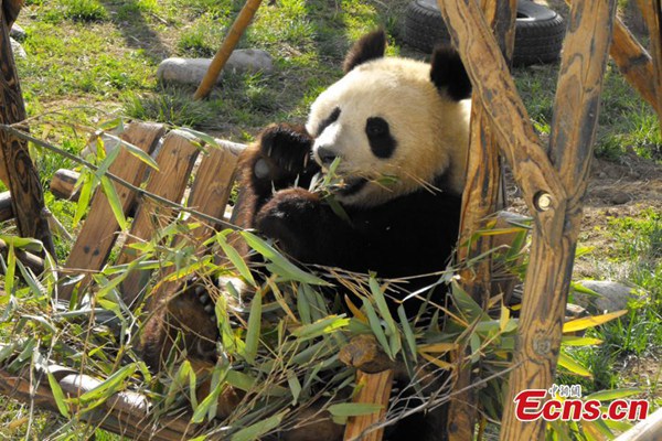 Fourth panda dies of distemper outbreak in Xi'an