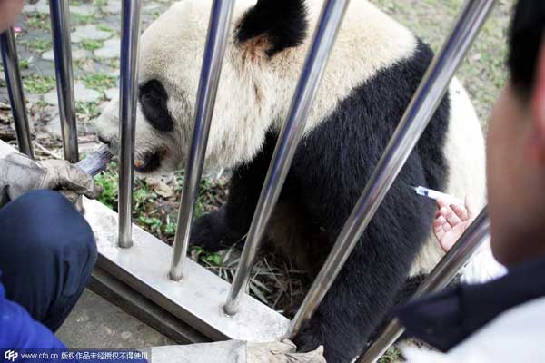 Fourth panda dies of distemper outbreak in Xi'an