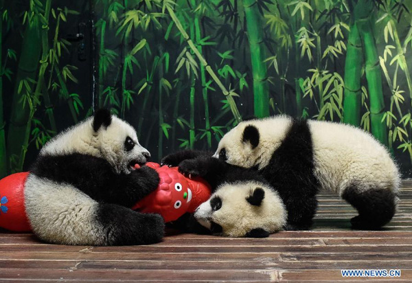 Giant panda cubs welcome Chinese lunar new year