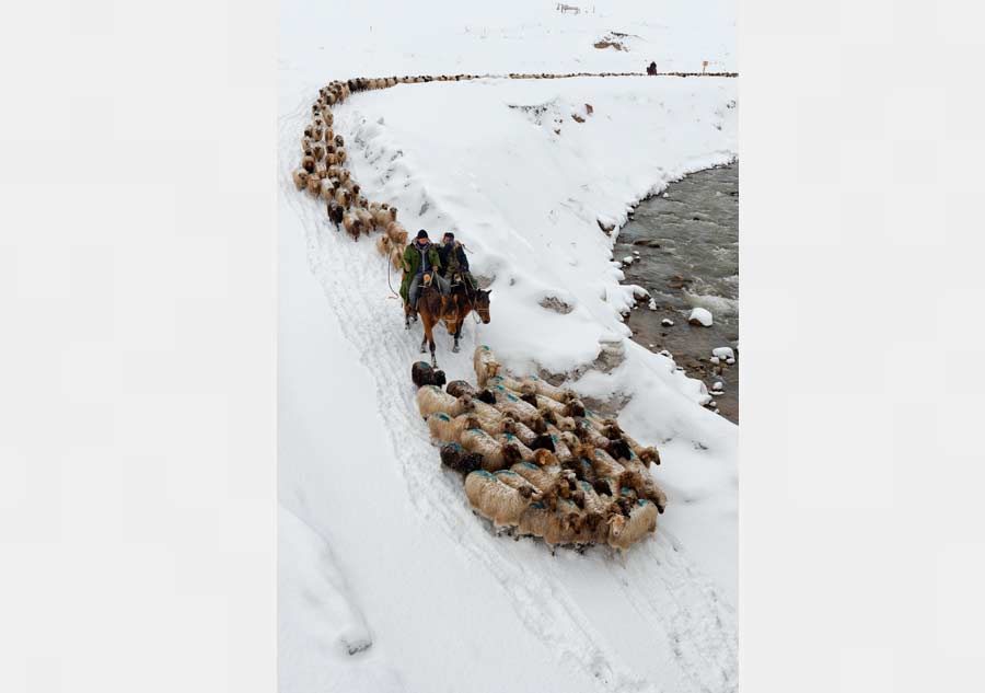 Braving snow for greener pastures