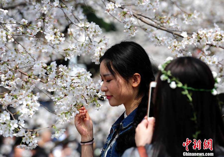 Visitors crowd university to view cherry blossom