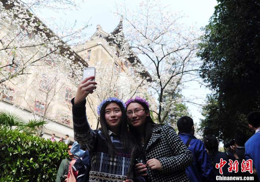 Visitors crowd university to view cherry blossom