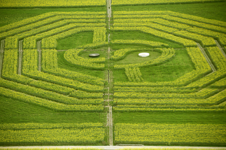 Canola flowers form the emblem of harmony