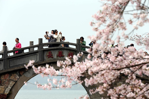 Cherry flowers bloom in friendship