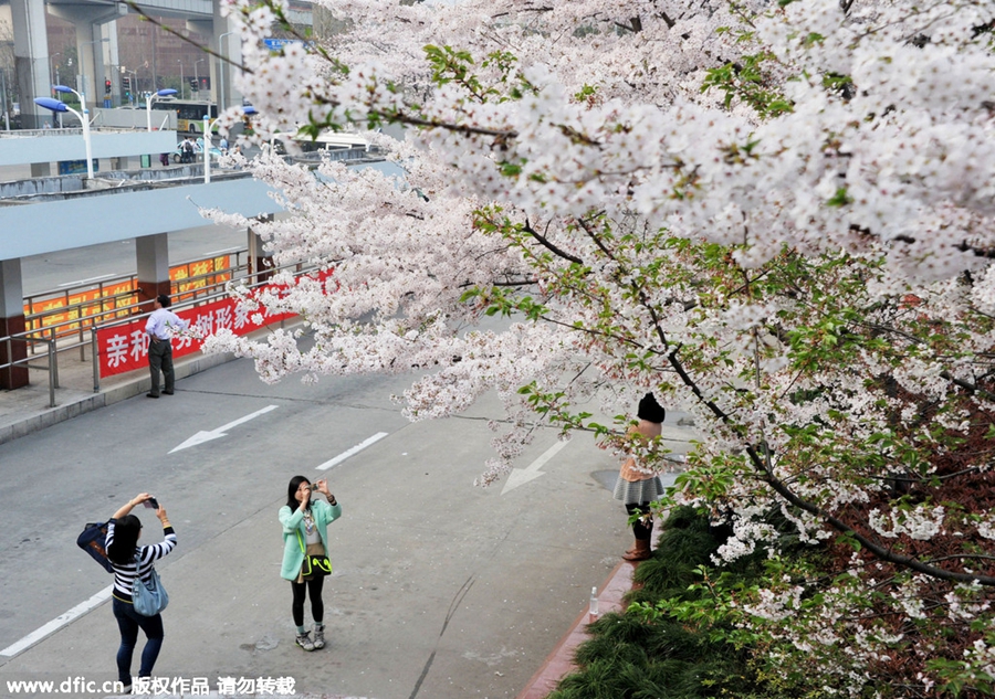 Blossoms add tenderness to bus stop