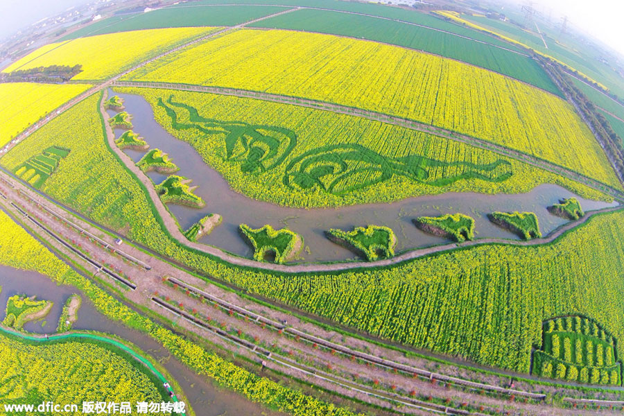 'Silk Road' captured in planted field