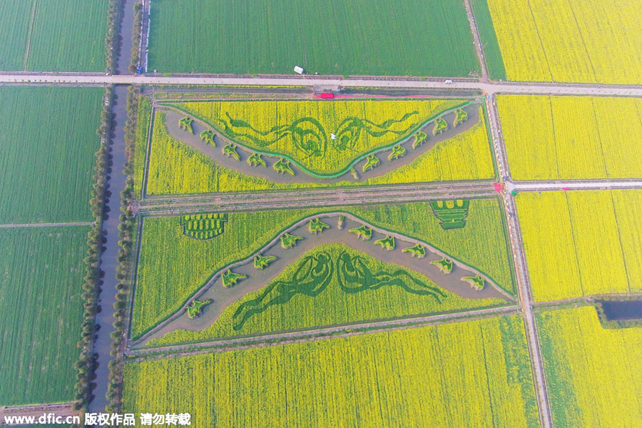 'Silk Road' captured in planted field