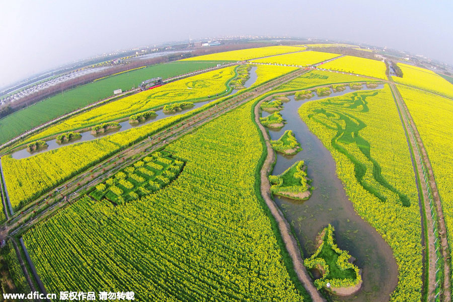 'Silk Road' captured in planted field