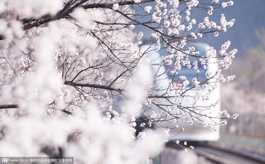 The journey through blossoms