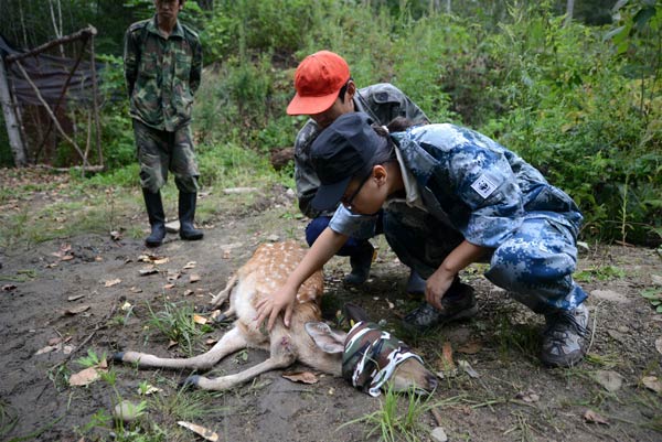 Amur tigers come back from the brink