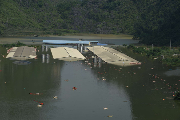 16,000 pigs drown in SW China rainstorm