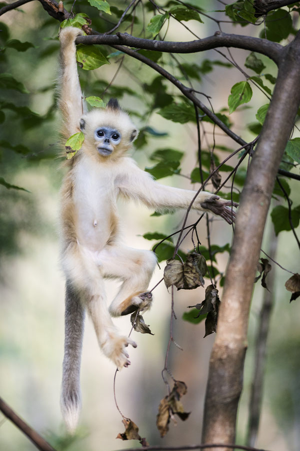 An ecological photographer's works on golden snub-nosed monkeys