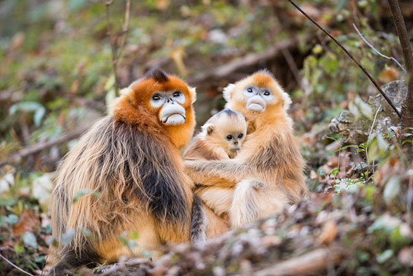 An ecological photographer's works on golden snub-nosed monkeys