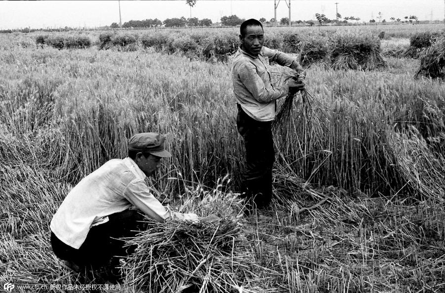 Wheat reapers' now and then