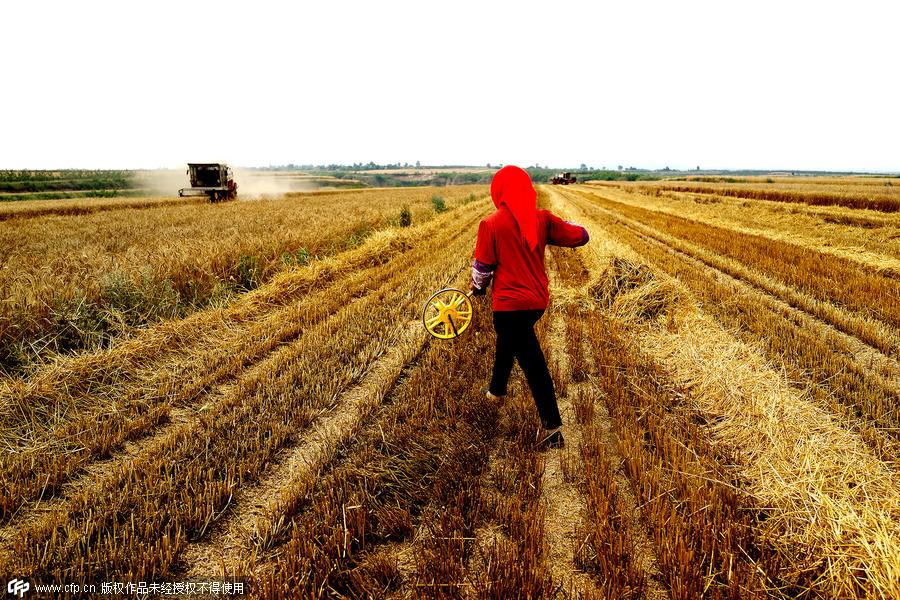 Wheat reapers' now and then