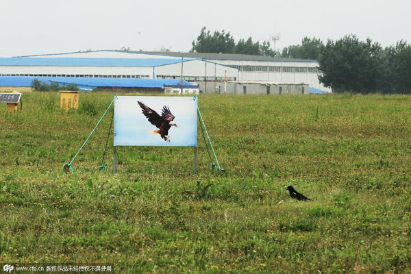 Tricks airports use to scare away birds