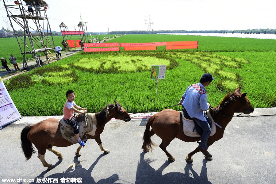 Four-color rice turns paddy field into artwork