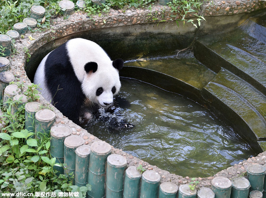 Animals cool off