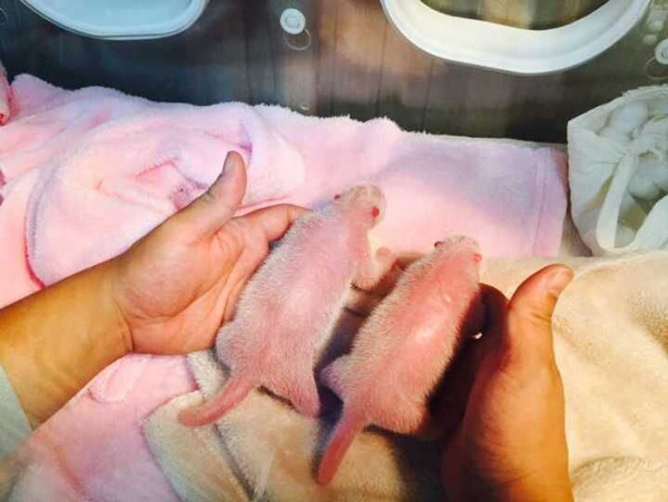 Twin female panda cubs born in Sichuan