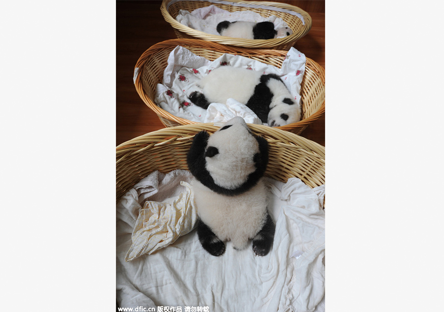 New-born giant panda cubs make their debut in Sichuan