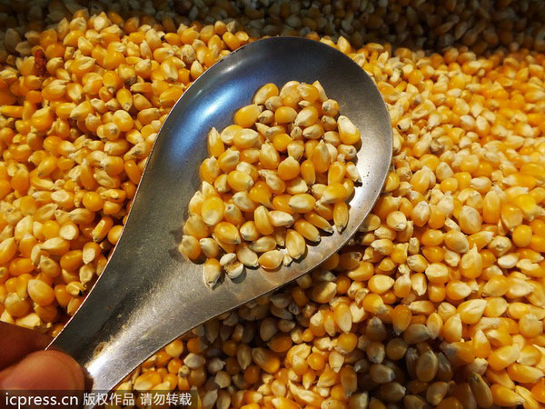 All certified GM foods on market 'are safe'