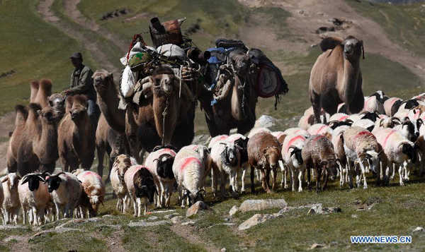 Herdsmen move herds into winter pastures in Xinjiang