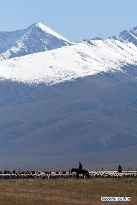 Herdsmen move herds into winter pastures in Xinjiang