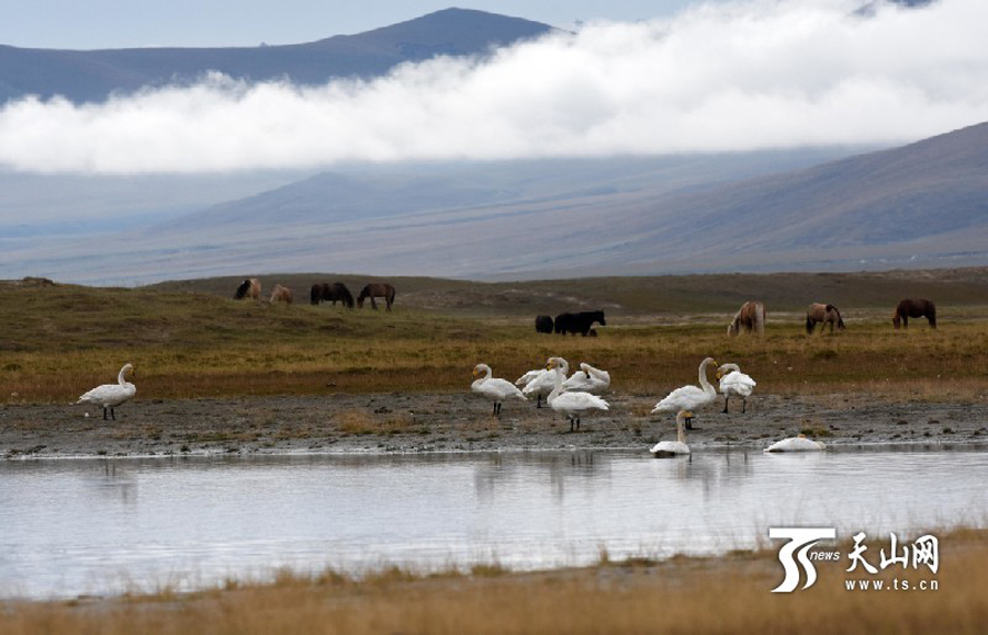 Swans in Bayanbulak Wetland to start annual migration