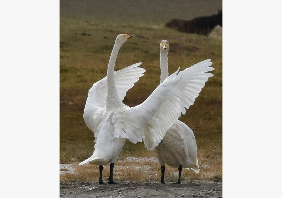 Swans in Bayanbulak Wetland to start annual migration