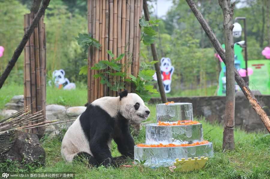 World's oldest male panda celebrates 30th birthday